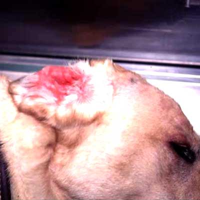 Golden Retrievers often have recurrent infections secondary to allergies.
