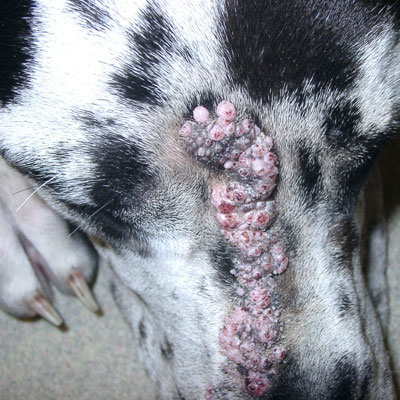 This great Dane has warts caused by a papilloma virus.