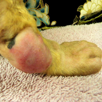 This is a round cell tumor on the leg of a cat.