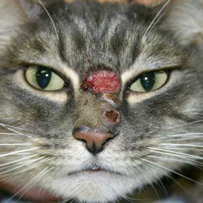Cats are more likely than other pets to have skin disease caused by viral infections. This kitty has lesions from feline herpes.