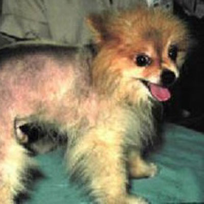 Pomeranians have some unusual endocrine problems that can cause them to lose their beautiful coats.