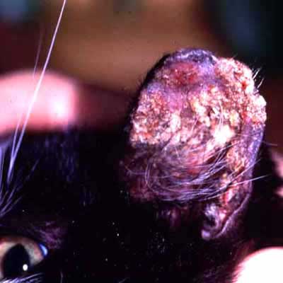 Pemphigus foliaceous is one of the more common autoimmune diseases we treat and often causes lesions as seen on Sweetie Cat’s ear.