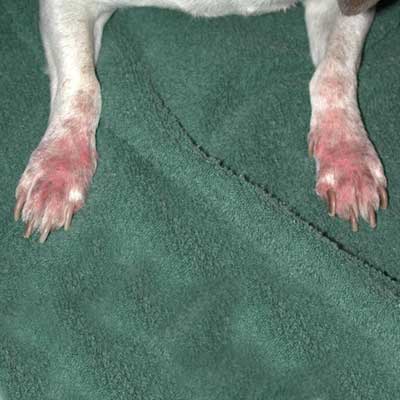 Cody has chewed his feet because of atopy or environmental allergies.
